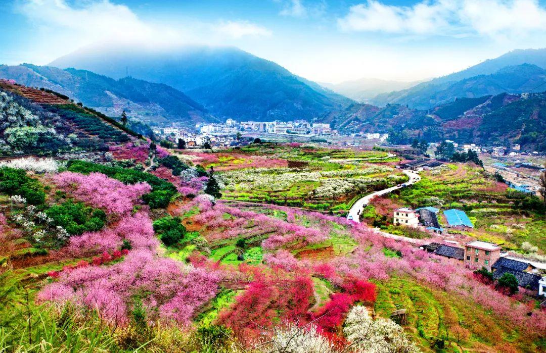 flower sea of jiufeng mountain  韶关九峰盛产水果,蔬菜,被誉为