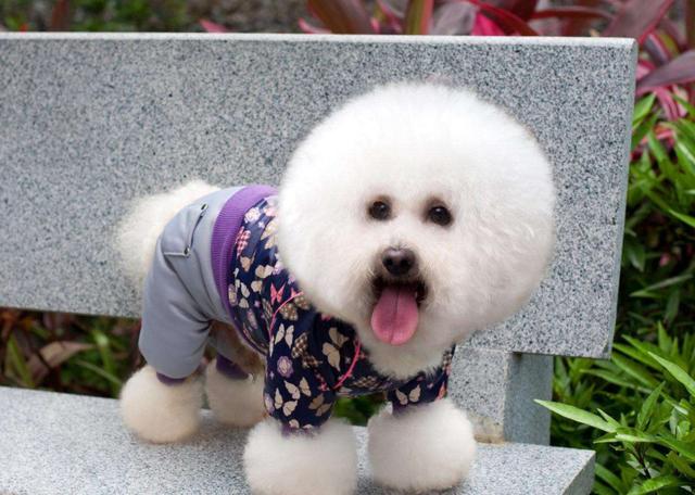 狗为啥不喜欢吃水果 1be4a7e1c7814022abcea84f3e46e86f.jpeg