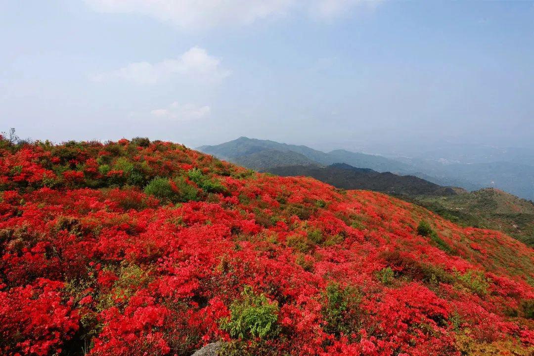 八卦脑杜鹃花节即将开幕,带上这份攻略,赴一场春日约会