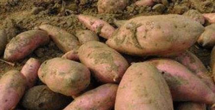 夏天怎样保存红薯不坏 2006bb7d406f4907b97d53bbffbd90a9.jpeg