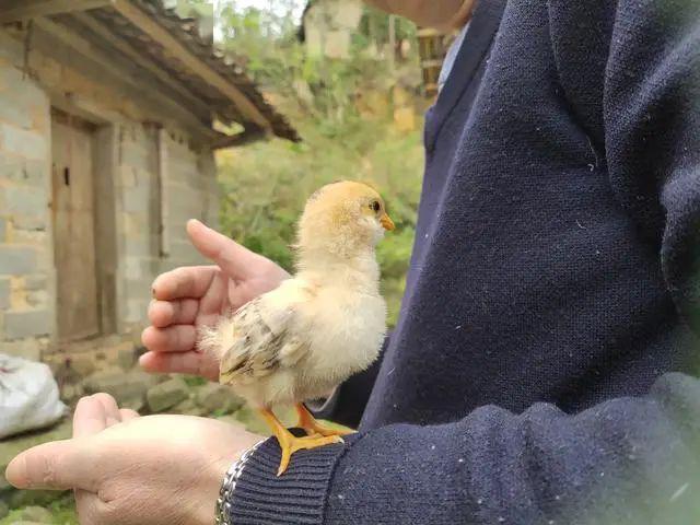 当代人口移动的最主要原因_哈尔的移动城堡图片