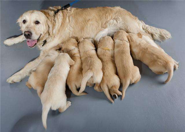 [狗狗]母犬变得抑郁和焦虑怎么办？时间和陪伴是最好的良药幼崽被送走