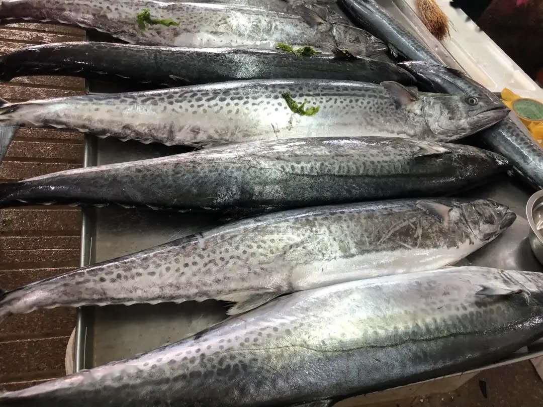 胶东半岛有个习俗,即每至春天头茬鲅鱼上市,晚辈会买两条新鲜鲅鱼