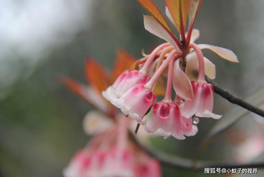 深圳梧桐山吊钟花