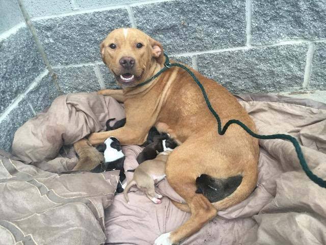 [狗狗]母犬变得抑郁和焦虑怎么办？时间和陪伴是最好的良药幼崽被送走