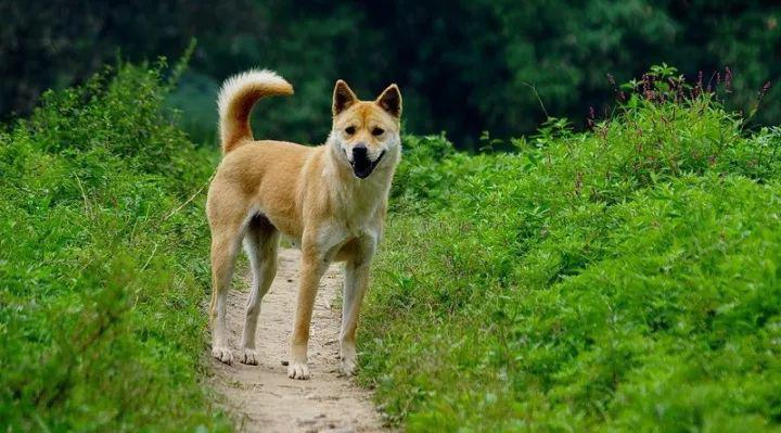 中华田园犬:忠厚真诚,尊重他人