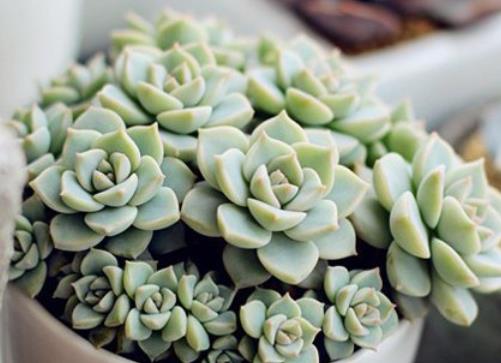 多肉种植容器选择 68e2840b881b48e1bc80f2872e536819.jpeg