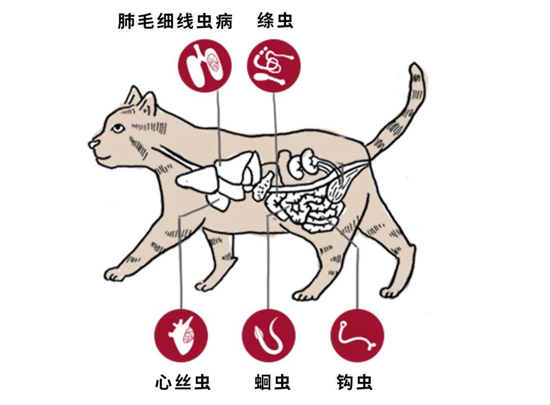5种常见的肠道寄生虫心丝虫有可能使猫咪休克阿维菌素透皮溶液有效