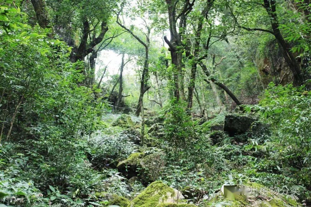 5月3日:绿野仙踪,徒步寻觅叫水坑原始森林