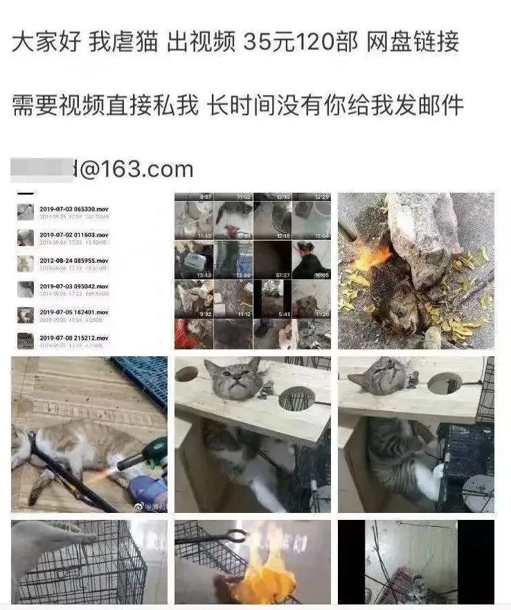 "35元,可以得到70g的虐猫视频." "35元,120条命.