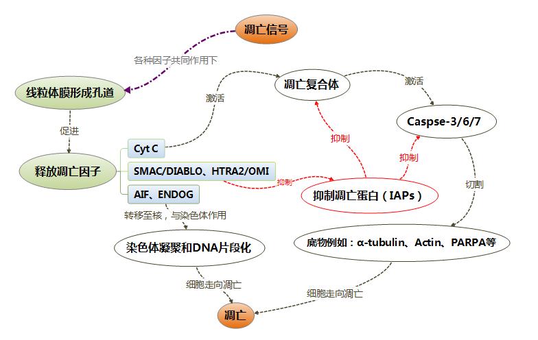 线粒体主导的细胞凋亡