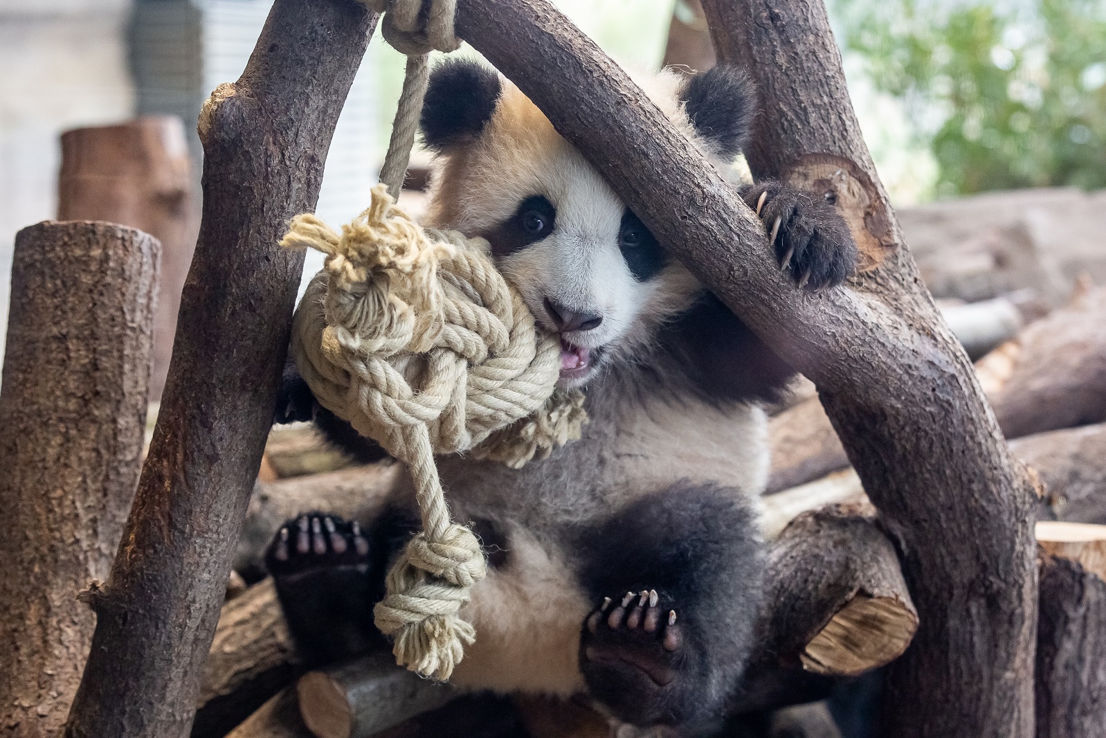 柏林动物园给大熊猫双胞胎“梦想”“梦圆”庆生