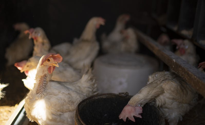美農：6萬隻雞被安樂死變狗糧，收入全打水漂 國際 第2張