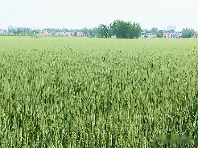 小麦怎么防治病虫害 7df22bb129e34fc886b0c8b0d0d3bb78.jpeg
