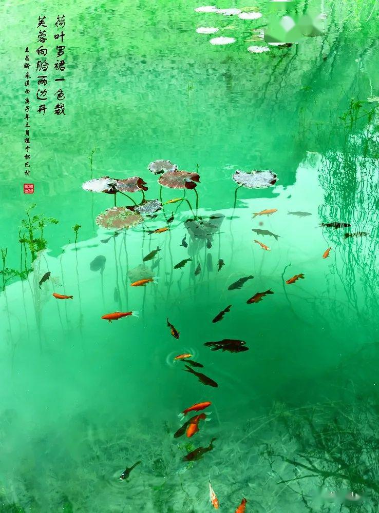 摄影 | 刘佐俊 鲤鱼戏莲图 晓风轻抚绿绸浓,田田荷叶临风.