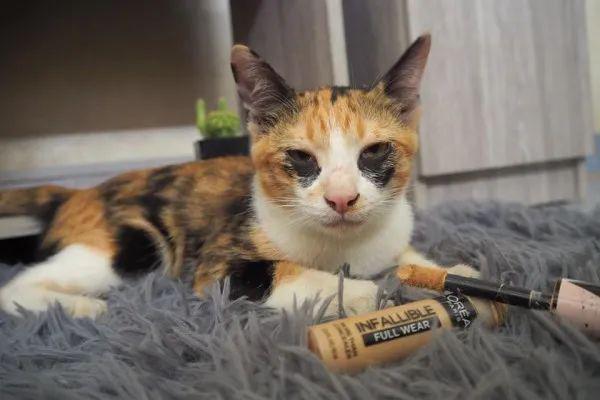泰国三花猫有个"黑眼圈"超特别,全网笑喷:熬夜不好啦!