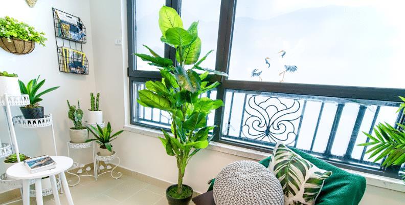 一进门放什么花最好 857159c1cde34ecdb49a86d4d840bc24.jpeg