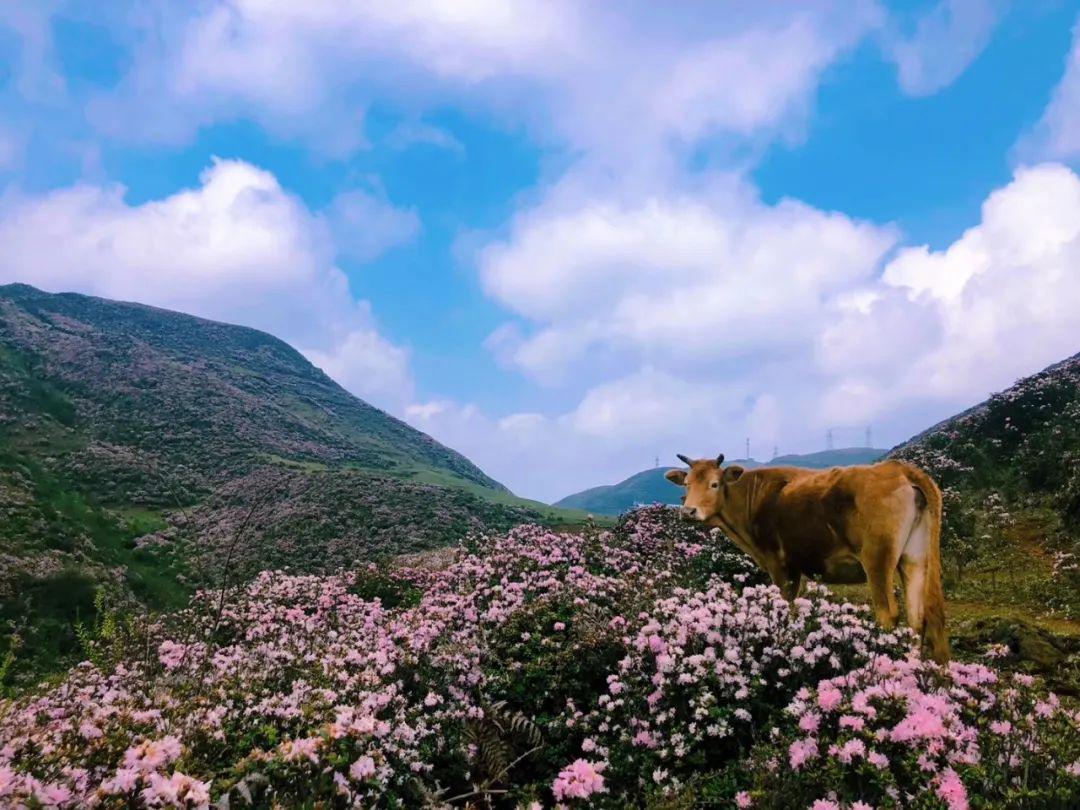 盘州旅游无论春秋与冬夏乌蒙自有其独特的美