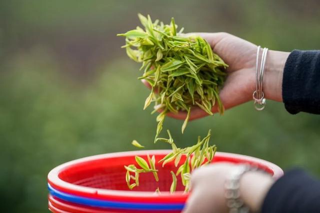 暖在心尖的好红茶,给你一"杯"子的香约_茶叶