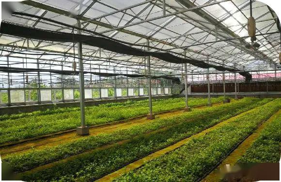河南灵宝市2020gdp_灵宝市焦村一中照片(2)