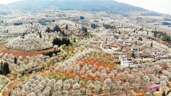 红河州个旧市鸡街镇加级寨梨花谷 千树梨花千树雪,十里春风十里香