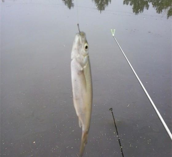 常见吃的蓝色的鱼大全 91e2d740ba44446c92c2574c300766db.jpeg