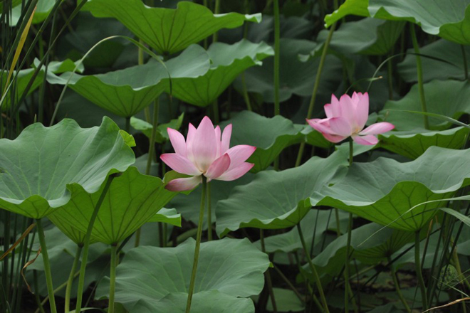 4月23號起，福氣深厚，旺子旺夫，菩薩心腸的4個生肖 星座 第3張