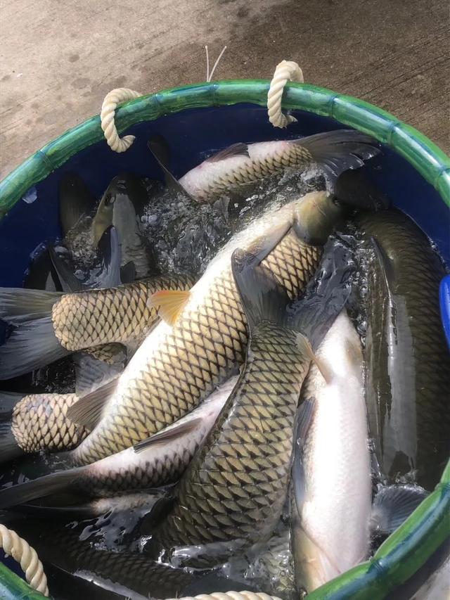 严重缺货,市场开始疯抢!3斤草鱼多地突破6元大关最高飙至6.8元