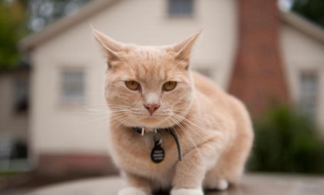 为什么有人喜欢养猫有人喜欢养狗 aa518625fce34fa0b07d27d603b4f403.jpeg