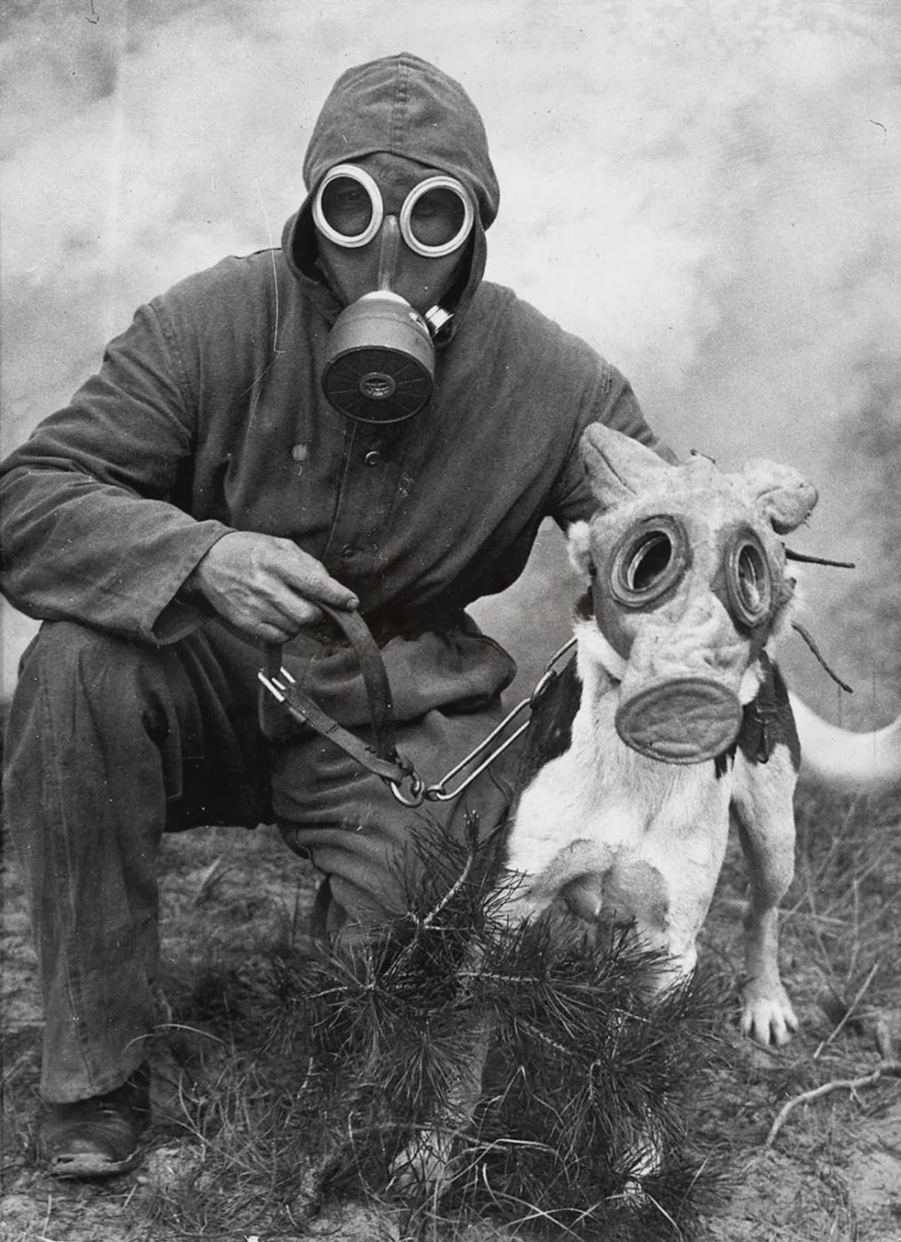 dog gas mask