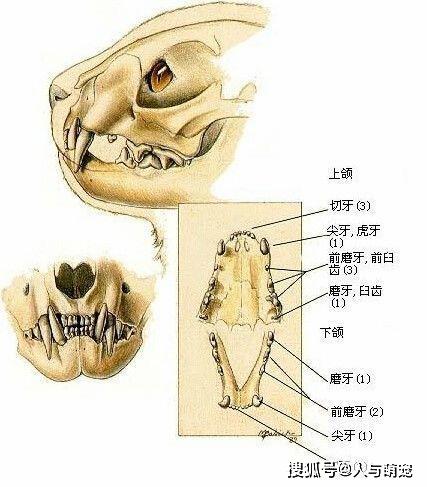 猫咪也会换牙,了解一下小猫咪换牙那些事