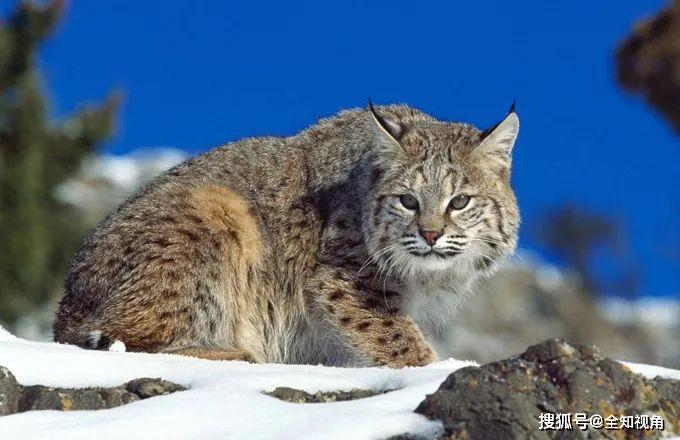 尾巴很长的猫科动物 b3da42a93acb4fb5a49484cfa49839f9.jpeg
