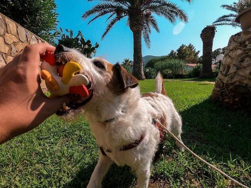 [狗狗]母犬变得抑郁和焦虑怎么办？时间和陪伴是最好的良药幼崽被送走
