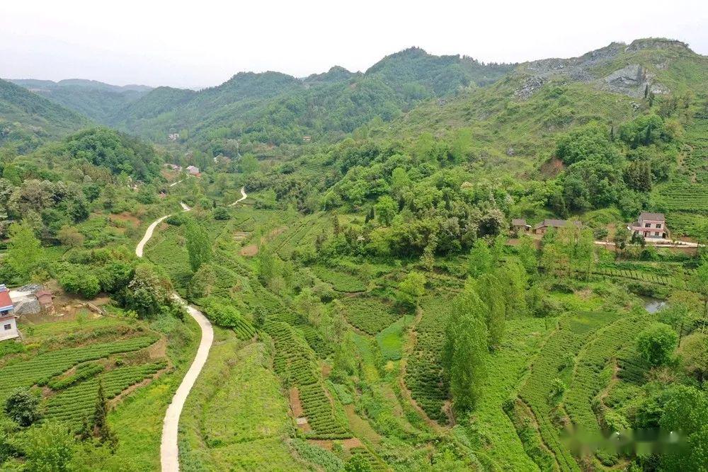 土关垭银洞山新茶生长环境这么好味道你来品鉴再说好