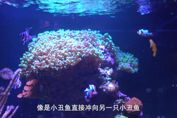 你能读懂小丑鱼的身体语言吗竟然有这么多不为人知的含义