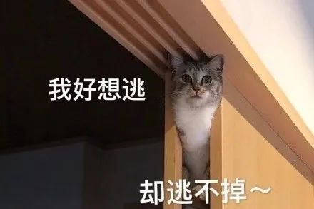 cc3243c5c2984c218bc463eee5463dd8.jpeg