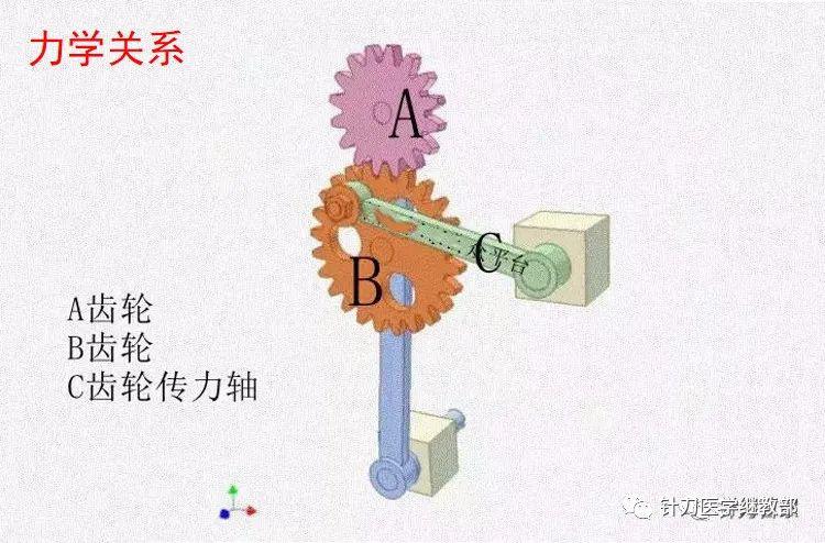 腰方肌与整体力线的关系