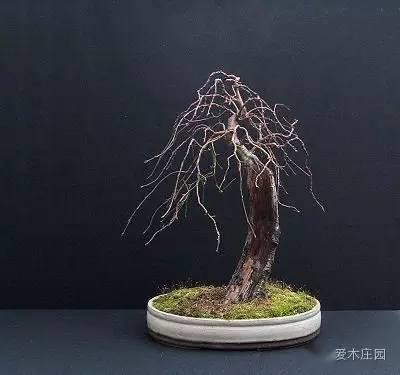 (图文)普通白桦树的华丽变身,玩盆景别纠结树种