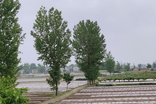 湖北老河口市王甫洲白色装扮沙洲初夏大地如雪