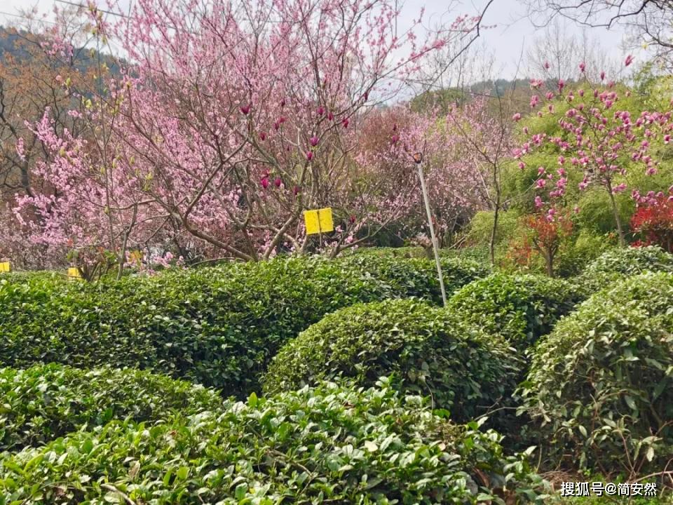 原创五一旅游来武汉花乡茶谷赏景踏青还可自己采茶喝提高免疫力