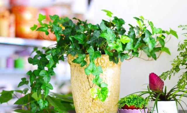 日常食材是我国本土植物 f73ac479f61d4f99bb49187cecd7a58c.jpeg