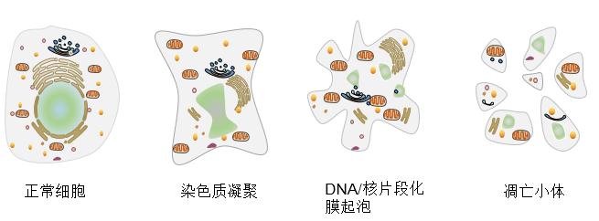 包括核固缩,dna片段化,细胞膜重塑和起泡,细胞皱缩,形成凋亡