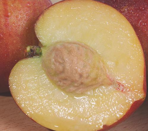 桃子怎么捏软 001c94ee3a2147ac9b8ed2fb8749bcfa.jpeg