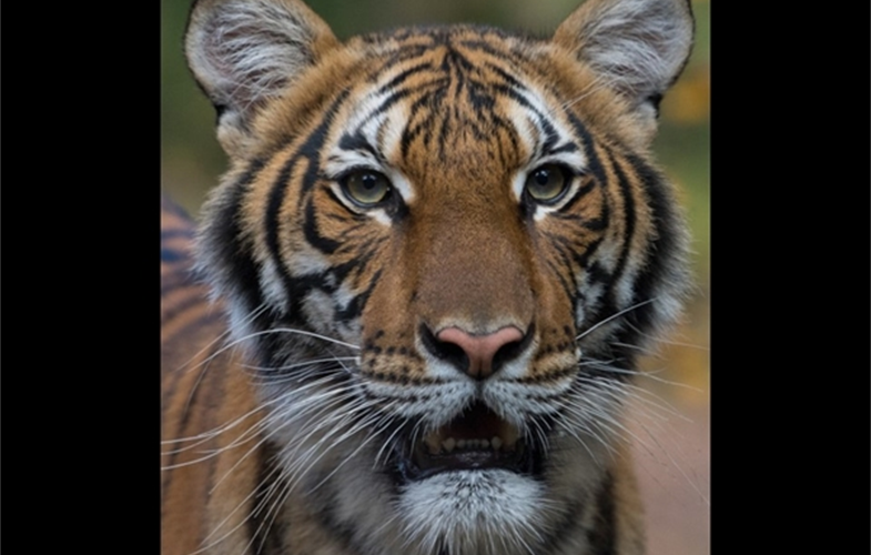 出现全球首例新冠确诊老虎的纽约动物园，又有7只狮虎被确诊