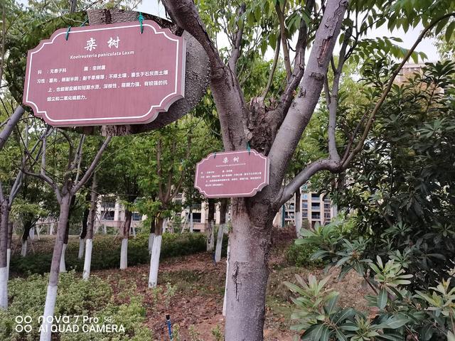 5G自拍视频时代来了?华为nova7 Pro全面体验,你和它都是主角