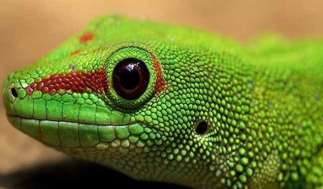 蛇是靠什么找食物 104142093df44159aee96264b0321e2c.jpeg