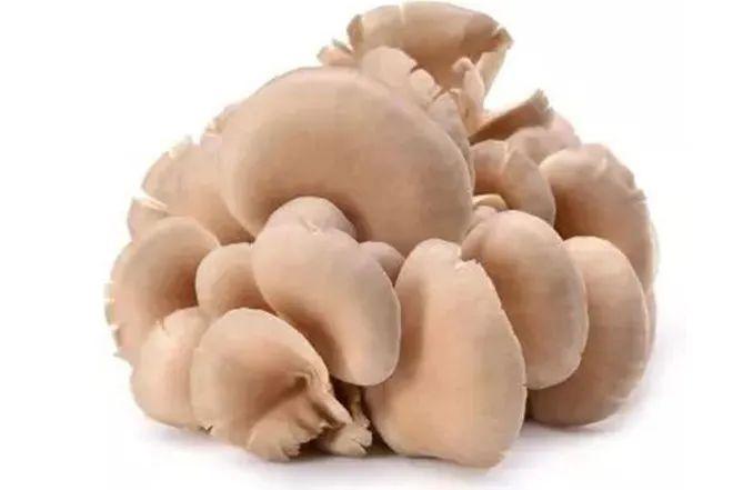 【提示】最近降温,需食补提高免疫力!_蘑菇
