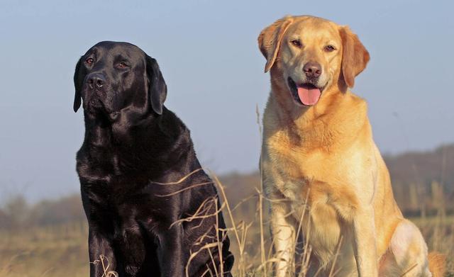 怎么才能让狗狗不挑食什么都吃 1a8fd6867ef74e2fb287e3e33dd326d0.jpeg