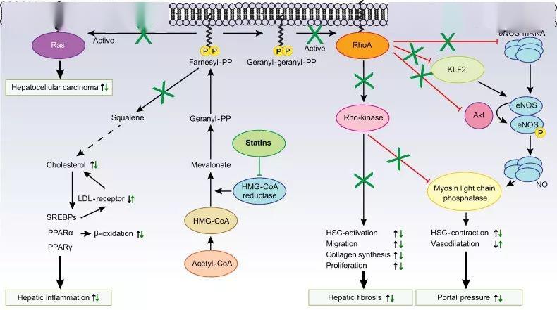 "老药"新用途:他汀类药物治疗肝病,有何作用?