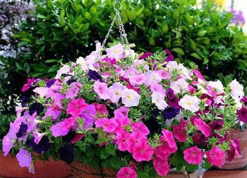 室内矮花卉 214179389121442690d4584a602f44c7.jpeg